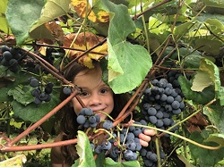 Girl in vineyard