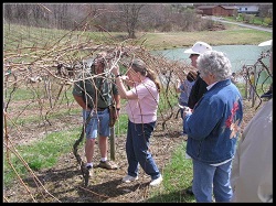 Grapevine pruning at MountainRose Vineyards